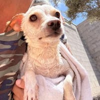 Lusan, kleiner Herzensbrecher, Hund zur Adoption