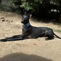 Pablo, unser Vollbluthengst im Hund, Hund zur Adoption