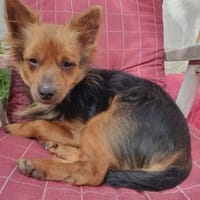 Pistachio, kleines Löwenherz sucht, Hund zur Adoption