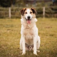 Sharky Menschenfreund sucht Familie 🐶, Hund zur Adoption