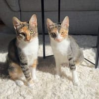Malina und Ljuba aus dem Tierschutz, Katze zur Adoption