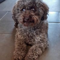 Fanny in 27478 Cuxhaven #, Hündin zur Adoption