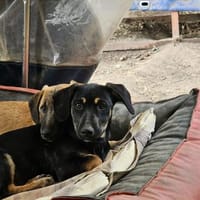2 süße Brüder suchen ein Zuhause, Hund zur Adoption