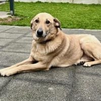 Lucky - gemütlicher Alltagsbegleiter 🐶, Hund zur Adoption