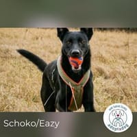 Schoko: zuckersüßer Schlankmacher (in D), Hund zur Adoption