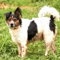 Duque - liebevolles Zuhause gesucht, Hund zur Adoption
