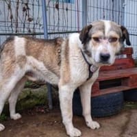 Fellow - Sanfter Riese mit großem Herz, Hund zur Adoption