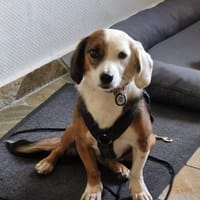 Paula  bereit für ihr Happy End., Hündin zur Adoption