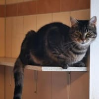 Sissi, verschmuste Wohnungskatze, Katze zur Adoption