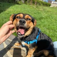 Charlie sucht sein liebevolles Zuhause, Hund zur Adoption