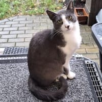 Freddy - Einzelkatze mit Garten/Freigang, Kater zur Adoption