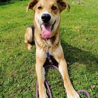 Lemmy  sucht erfahrene Menschen 🐶, Hund zur Adoption
