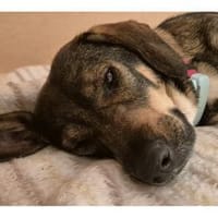 Shiloh - wartet in 96160 Geiselwind, Hündin zur Adoption
