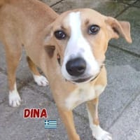 Dina - lebensfreudiger Sonnenschein, Hündin zur Adoption