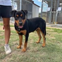 Slash hofft auf seine Chance, Hund zur Adoption