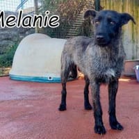 Ein Leben ohne Angst für Melanie❤, Hündin zur Adoption