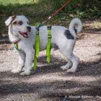 Bill ist ein liebenswerter Hundebub, Hund zur Adoption