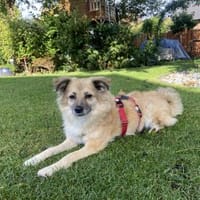 💞 Jolie 💞Fräulein PERFEKT  (E), Hündin zur Adoption