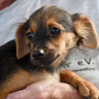 Geben Sie Puntino Sicherheit?, Hund zur Adoption