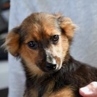 Ermöglichen Sie Plinia ein gutes Leben?, Hündin zur Adoption