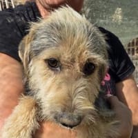 COCO-hübsche Hündin, 40 cm, Hündin zur Adoption