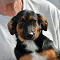 Möchten Sie Pralino bei sich aufnehmen?, Hund zur Adoption