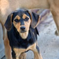 Zoe möchte zu Ihnen gehören, Hündin zur Adoption