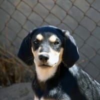 Familie für Zeon gesucht, Hund zur Adoption