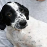 Marlon möchte zu Ihrer Familie gehören, Hund zur Adoption