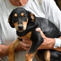 Branco möchte glücklich werden, Hund zur Adoption