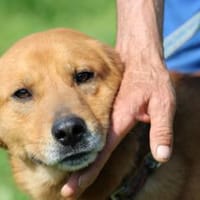 Dunci - verschmuster, lieber Rüde, Hund zur Adoption