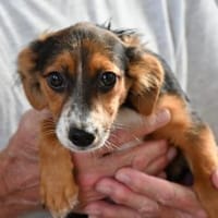Plutone möchte Ihnen Freude bereiten, Hund zur Adoption