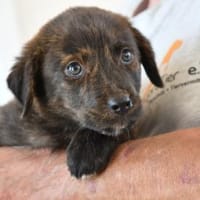 Chiara sucht eigene Familie, Hündin zur Adoption