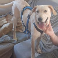 SOLE 🧡🧡🧡MÖCHTE IHR HERZ EROBERN, Hund zur Adoption