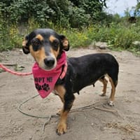 Sanfte Nina, Hündin zur Adoption