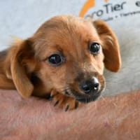 Pipino sucht sein Körbchen, Hund zur Adoption