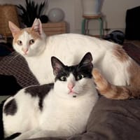 Emmy und Morphy aus dem Tierschutz, Katze zur Adoption