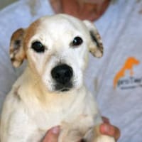 Junggebliebener Spike sucht Zuhause, Hund zur Adoption
