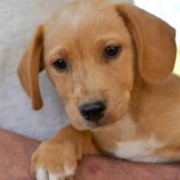 Louis möchte glücklich werden, Hund zur Adoption