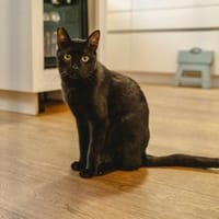 Vagos, tapferer Panther, ca. 1 Jahr, Kater zur Adoption