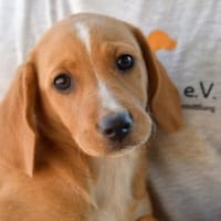 Möchten Sie Lia ein Zuhause geben?, Hündin zur Adoption