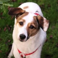 Malini ist süß, sozial und einfach toll!, Hündin zur Adoption