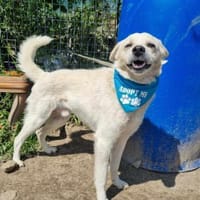 Sanfter Timmy, Hund zur Adoption
