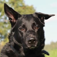 JOKO - bildhübsch&menschenbezogen, Hund zur Adoption