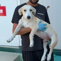 Adriano sucht passende Familie, Hund zur Adoption