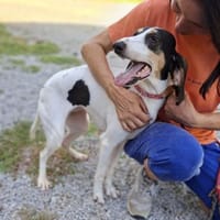 💜Lea -  in Deutschland in 86609, Hündin zur Adoption
