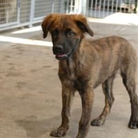 Wer gibt Giove ein Zuhause?, Hund zur Adoption