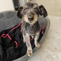 Freundlicher Paulo, Hund zur Adoption