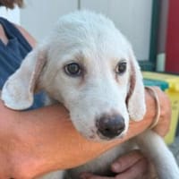 Möchten Sie Cae bei sich aufnehmen?, Hündin zur Adoption