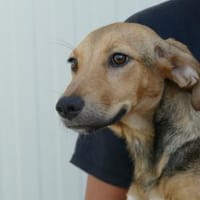 Adriana möchte Rifugio verlassen, Hündin zur Adoption